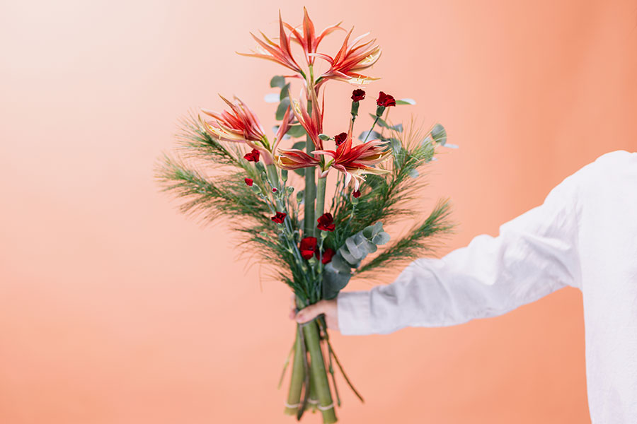 Amaryllis Craze - Image 4