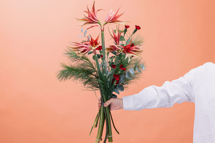 Amaryllis Craze - Image 3